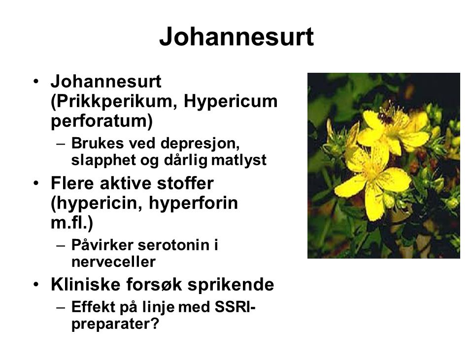 Johannesurt Johannesurt (Prikkperikum, Hypericum perforatum)
