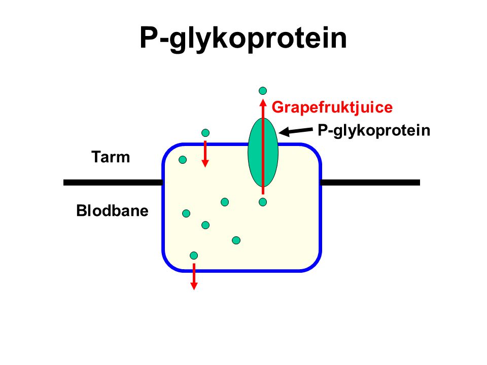 P-glykoprotein Grapefruktjuice P-glykoprotein Tarm Blodbane