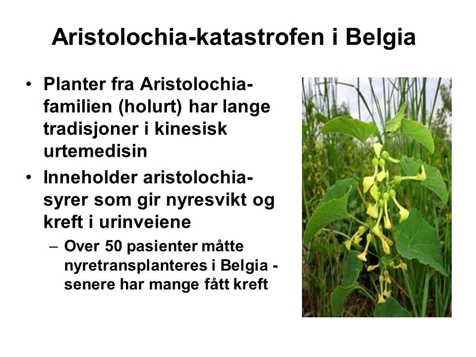 Aristolochia-katastrofen i Belgia