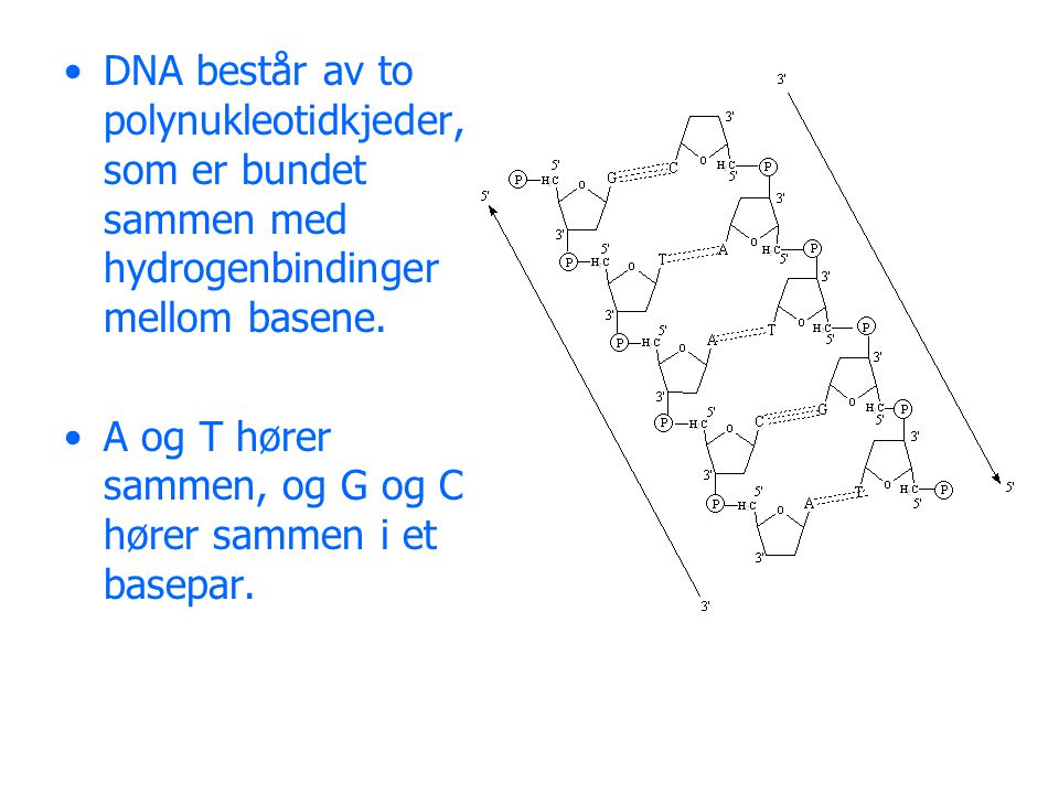 DNA består av to polynukleotidkjeder, som er bundet sammen med hydrogenbindinger mellom basene.