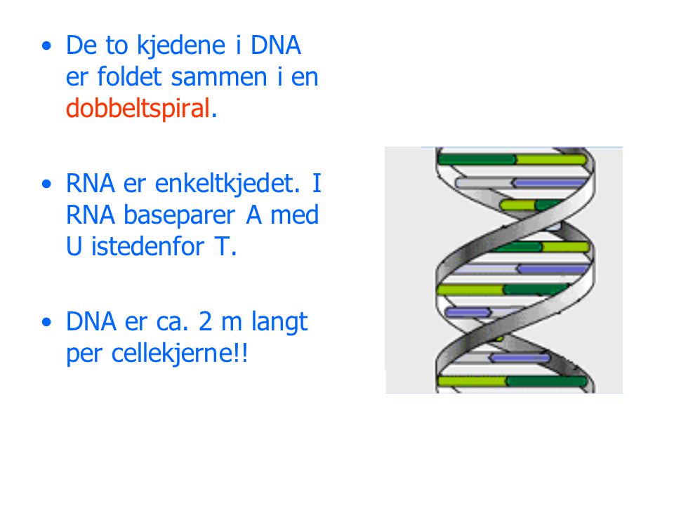 De to kjedene i DNA er foldet sammen i en dobbeltspiral.