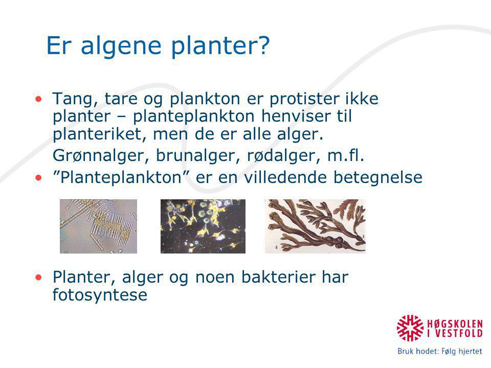 Er algene planter Tang, tare og plankton er protister ikke planter – planteplankton henviser til planteriket, men de er alle alger.