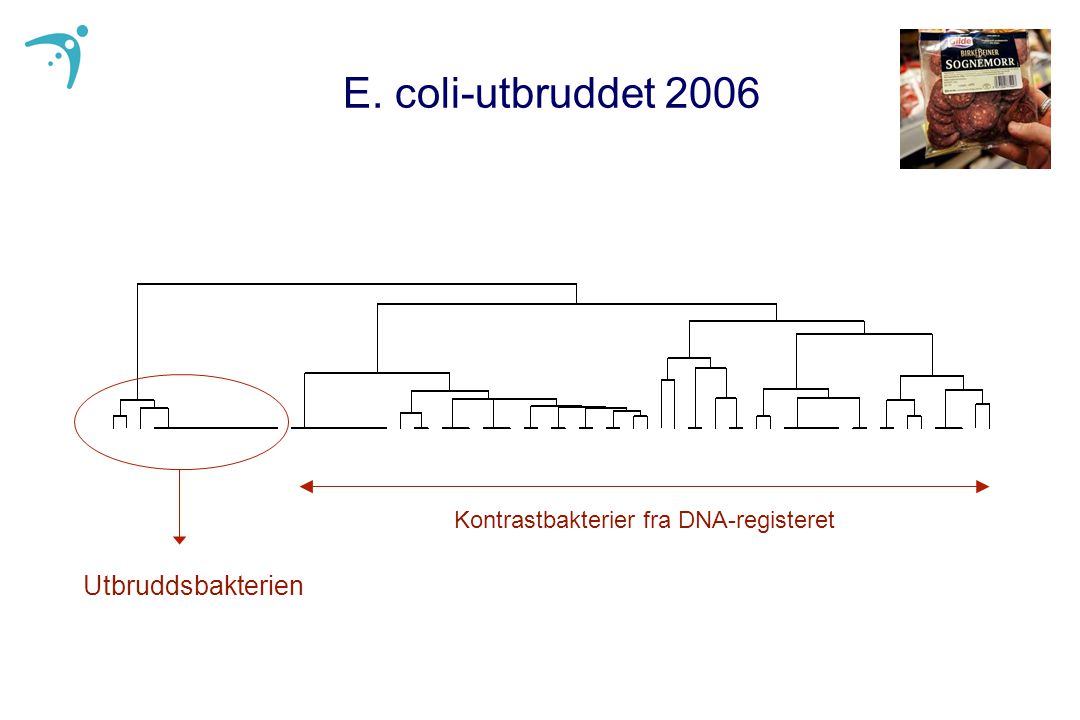 E. coli-utbruddet 2006 Utbruddsbakterien