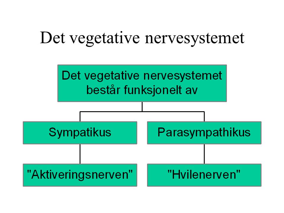 Det vegetative nervesystemet