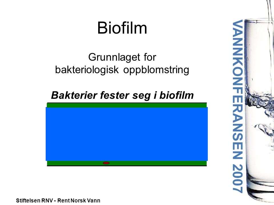 Biofilm Grunnlaget for bakteriologisk oppblomstring Bakterier fester seg i biofilm