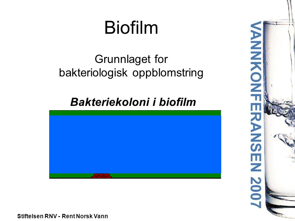 Biofilm Grunnlaget for bakteriologisk oppblomstring