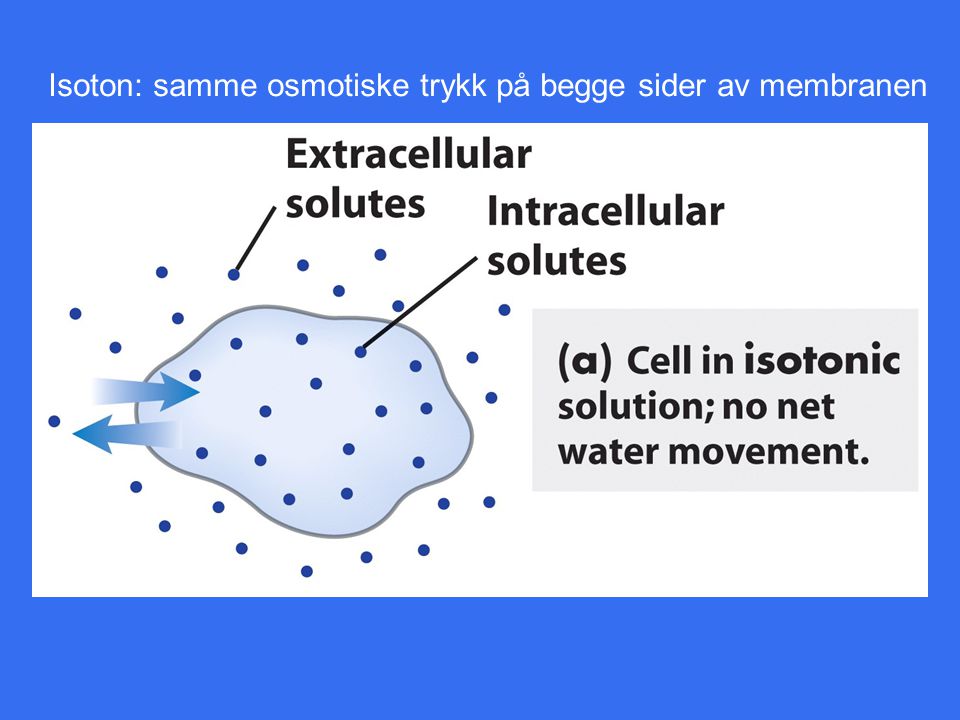 Isoton: samme osmotiske trykk på begge sider av membranen