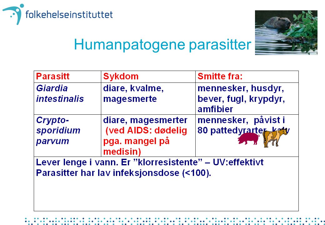 Humanpatogene parasitter