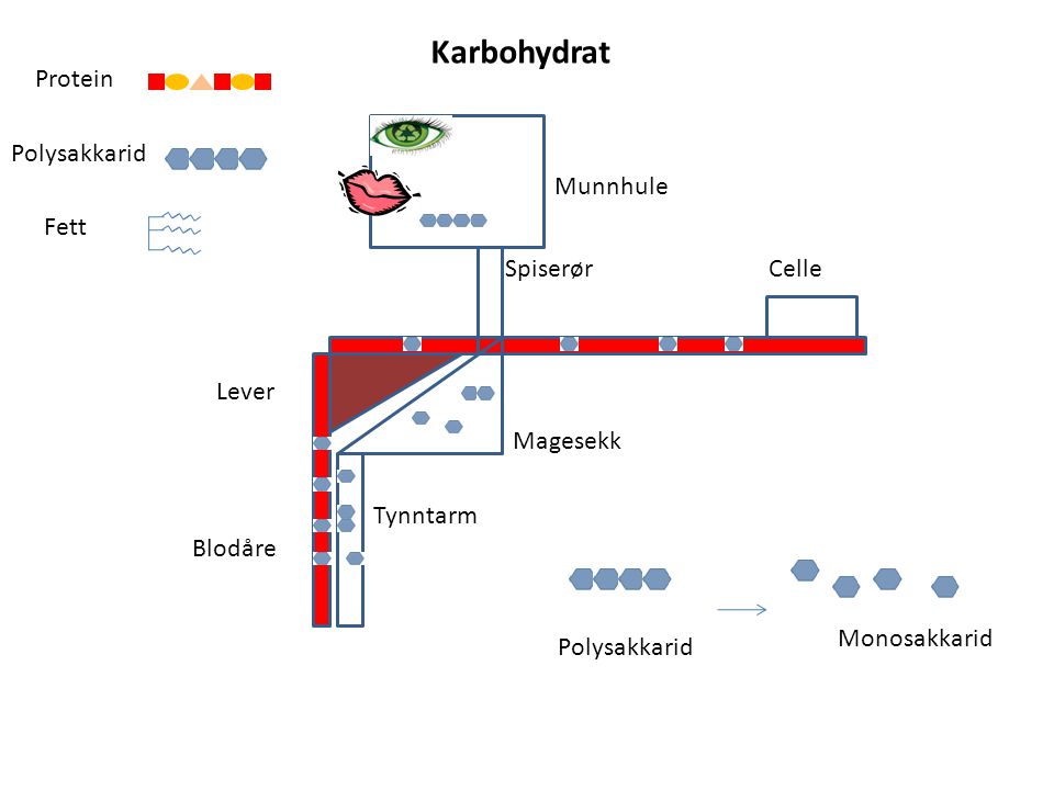 Karbohydrat Protein Polysakkarid Munnhule Fett Spiserør Celle Lever