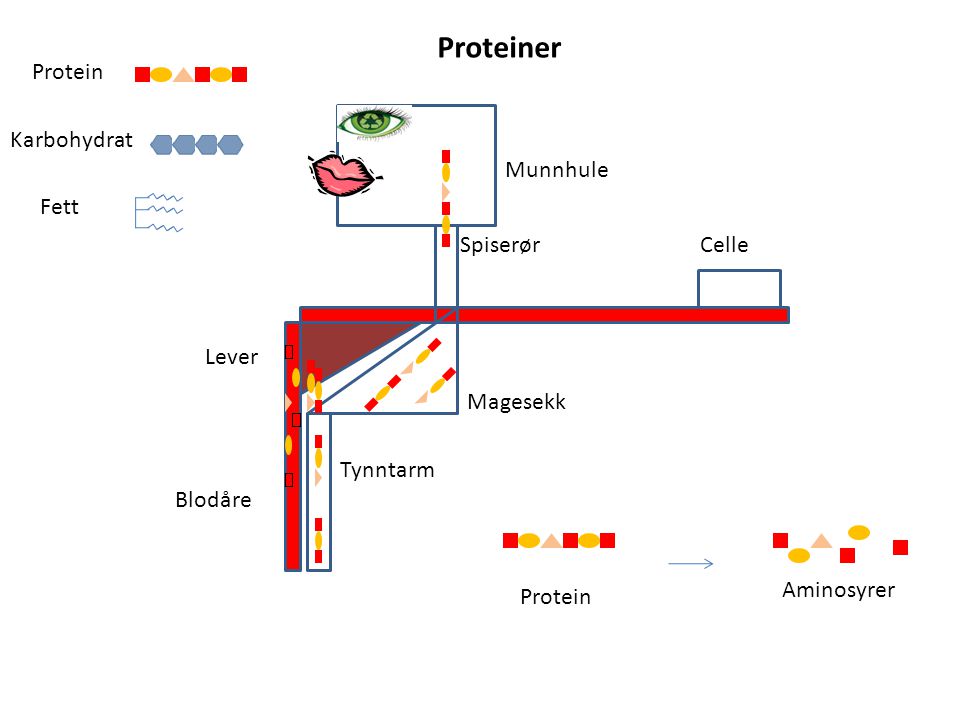 Proteiner Protein Karbohydrat Munnhule Fett Spiserør Celle Lever