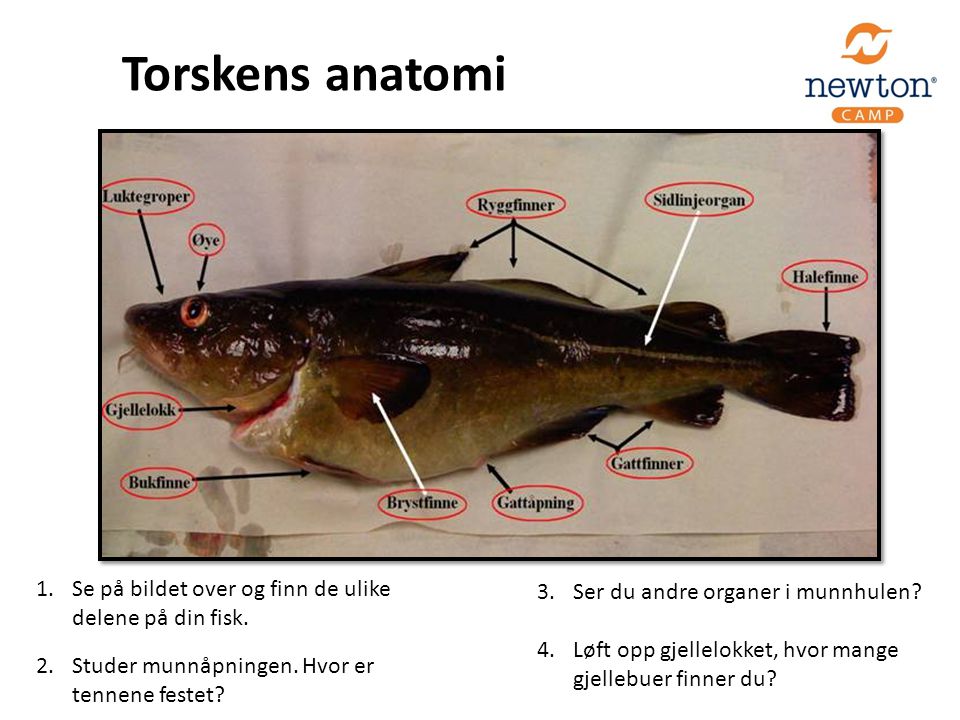 Torskens anatomi Se på bildet over og finn de ulike delene på din fisk. Studer munnåpningen. Hvor er tennene festet