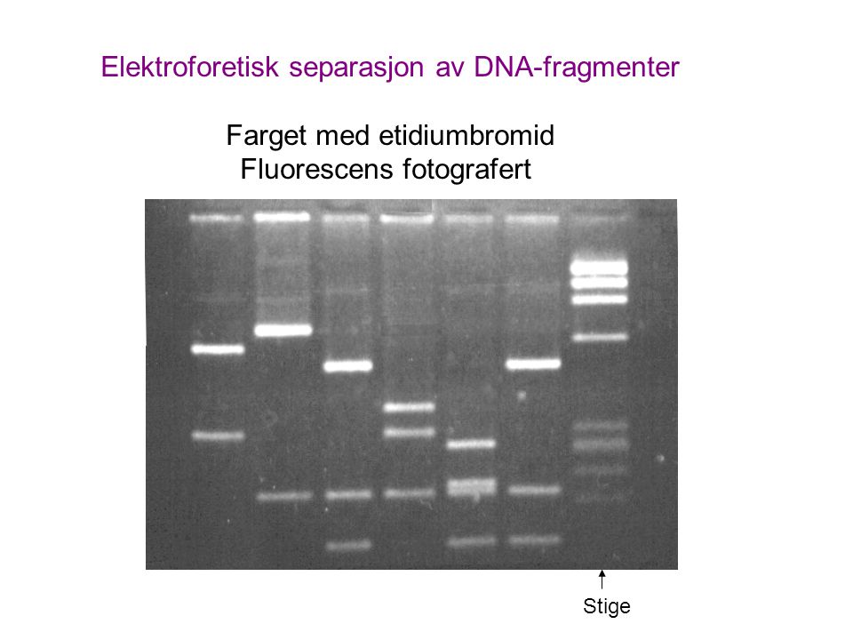 Elektroforetisk separasjon av DNA-fragmenter Farget med etidiumbromid