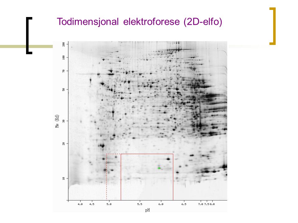 Todimensjonal elektroforese (2D-elfo)