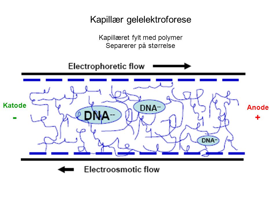 - Kapillær gelelektroforese + Kapillæret fylt med polymer