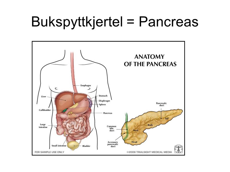 Bukspyttkjertel = Pancreas