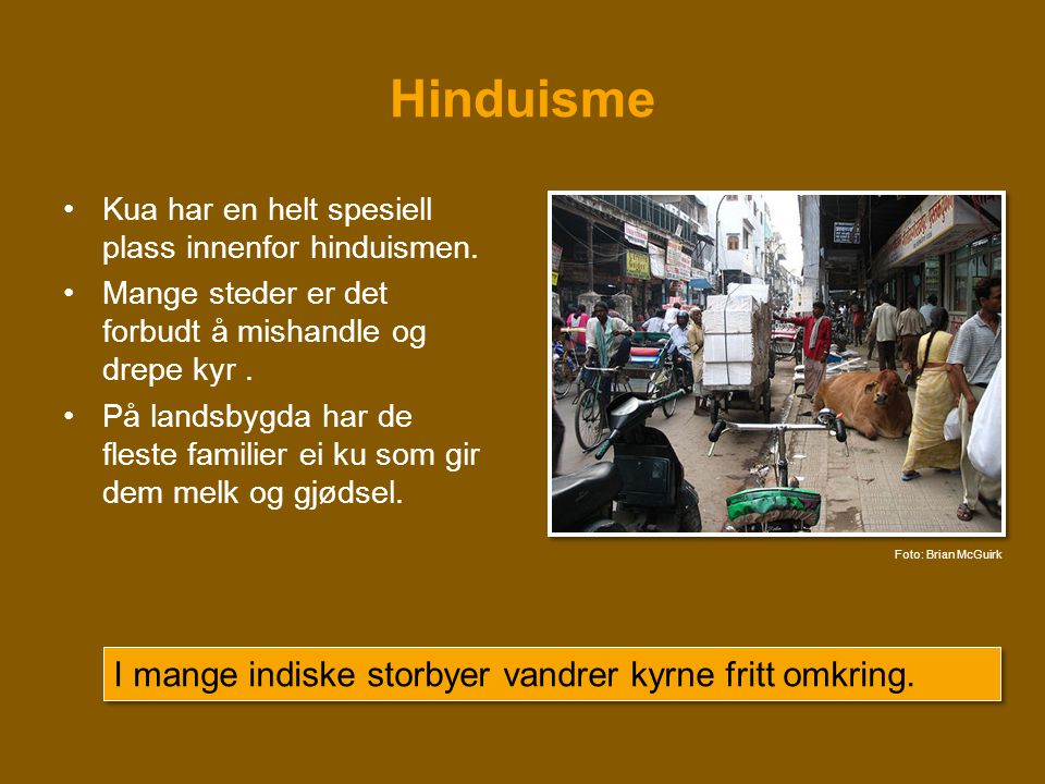 Hinduisme I mange indiske storbyer vandrer kyrne fritt omkring.