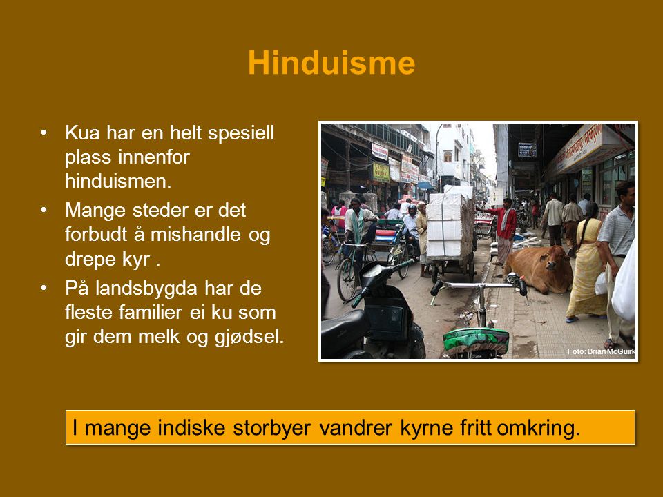 Hinduisme I mange indiske storbyer vandrer kyrne fritt omkring.
