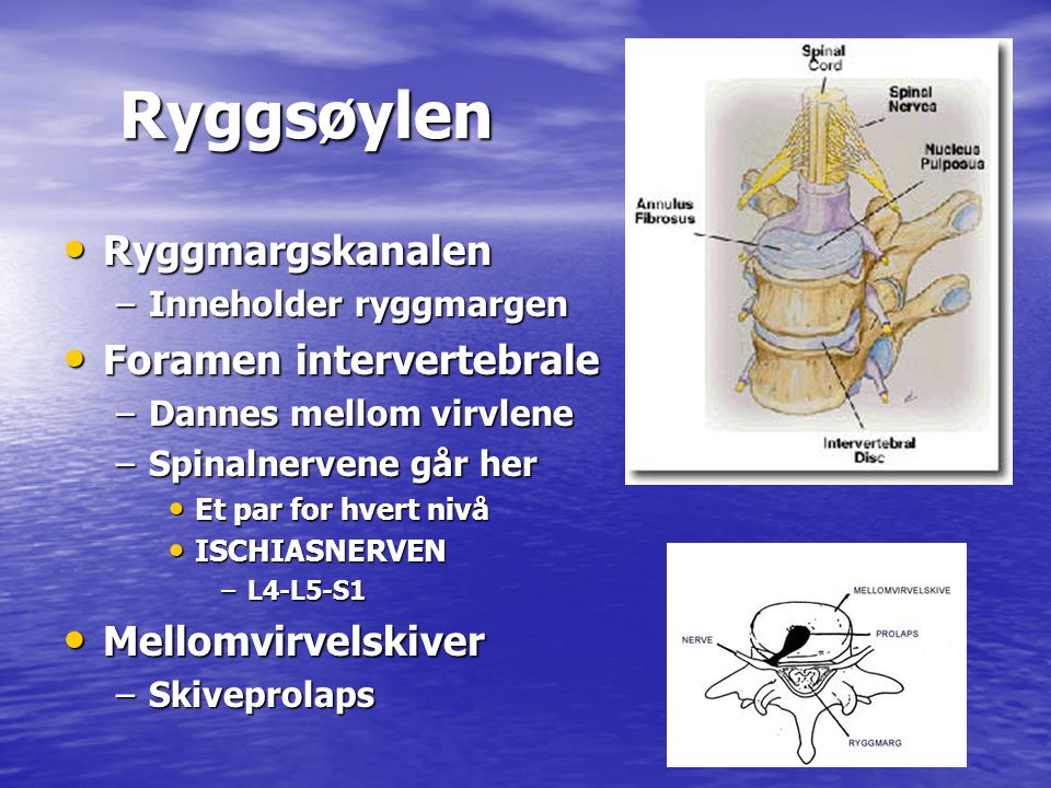 Ryggsøylen Ryggmargskanalen Foramen intervertebrale Mellomvirvelskiver