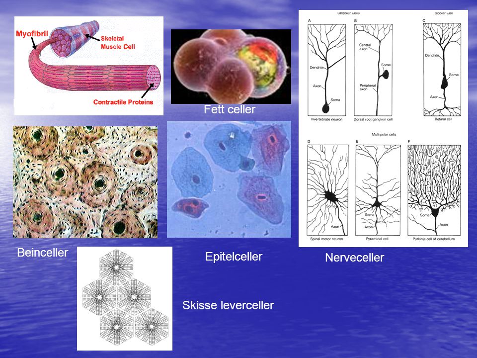 Muskel celle Fett celler Beinceller Epitelceller Nerveceller Skisse leverceller