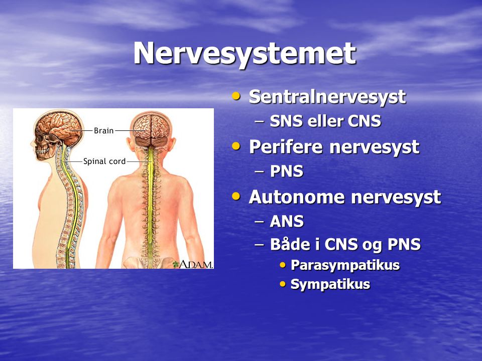 Nervesystemet Sentralnervesyst Perifere nervesyst Autonome nervesyst