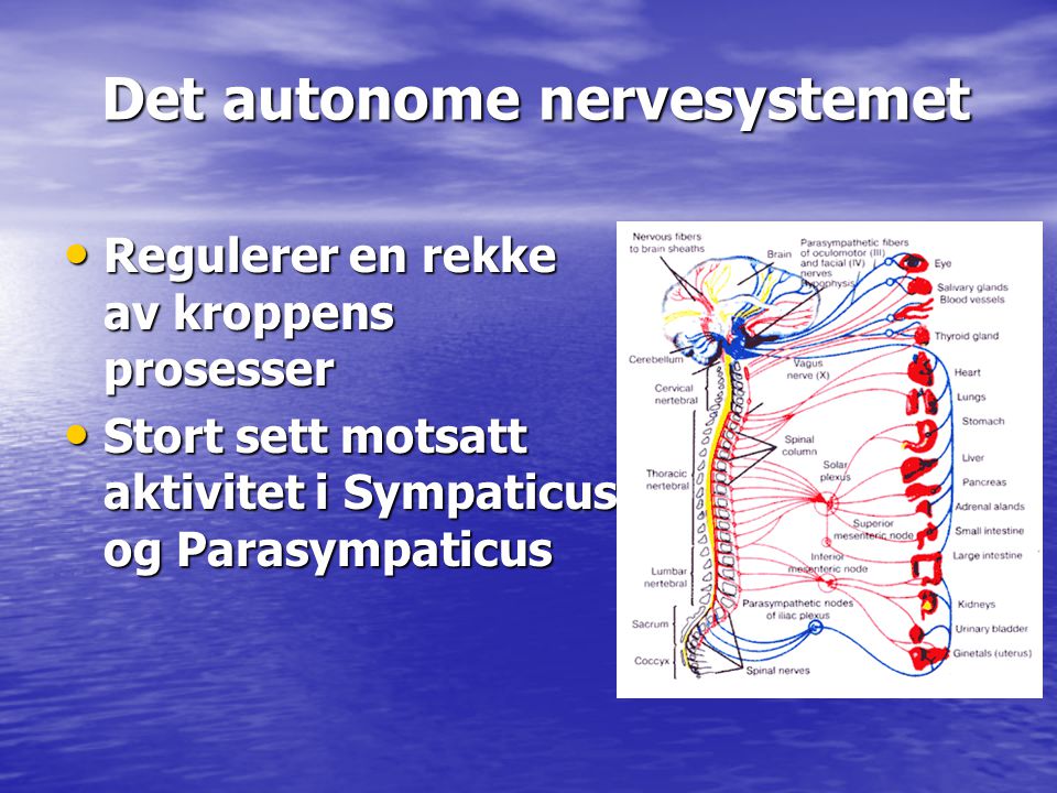 Det autonome nervesystemet