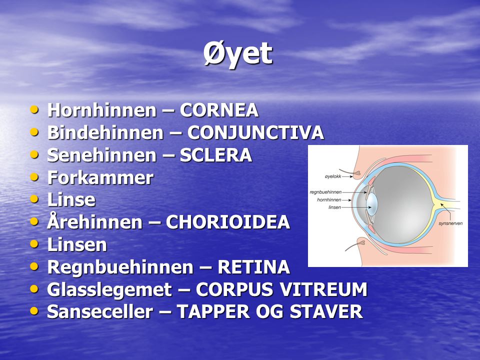 Øyet Hornhinnen – CORNEA Bindehinnen – CONJUNCTIVA Senehinnen – SCLERA
