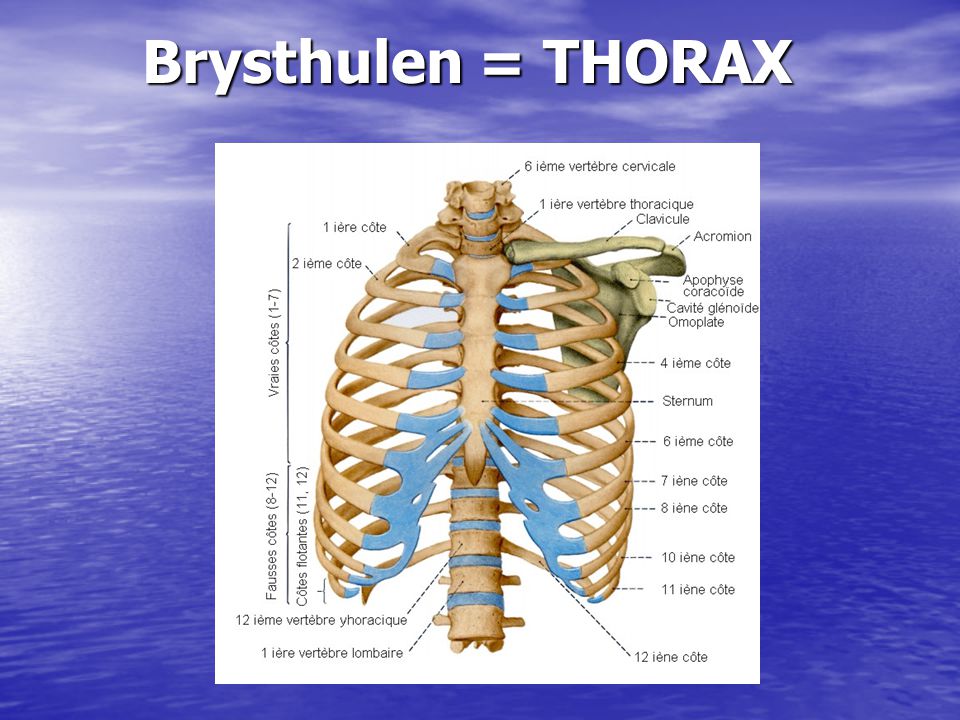 Brysthulen = THORAX