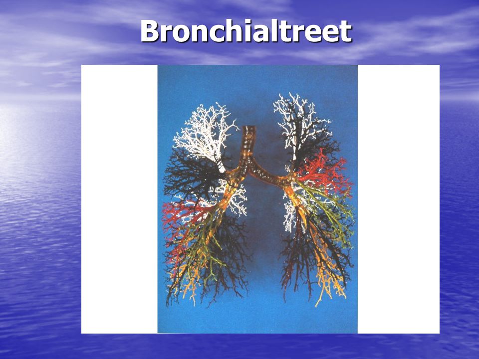 Bronchialtreet