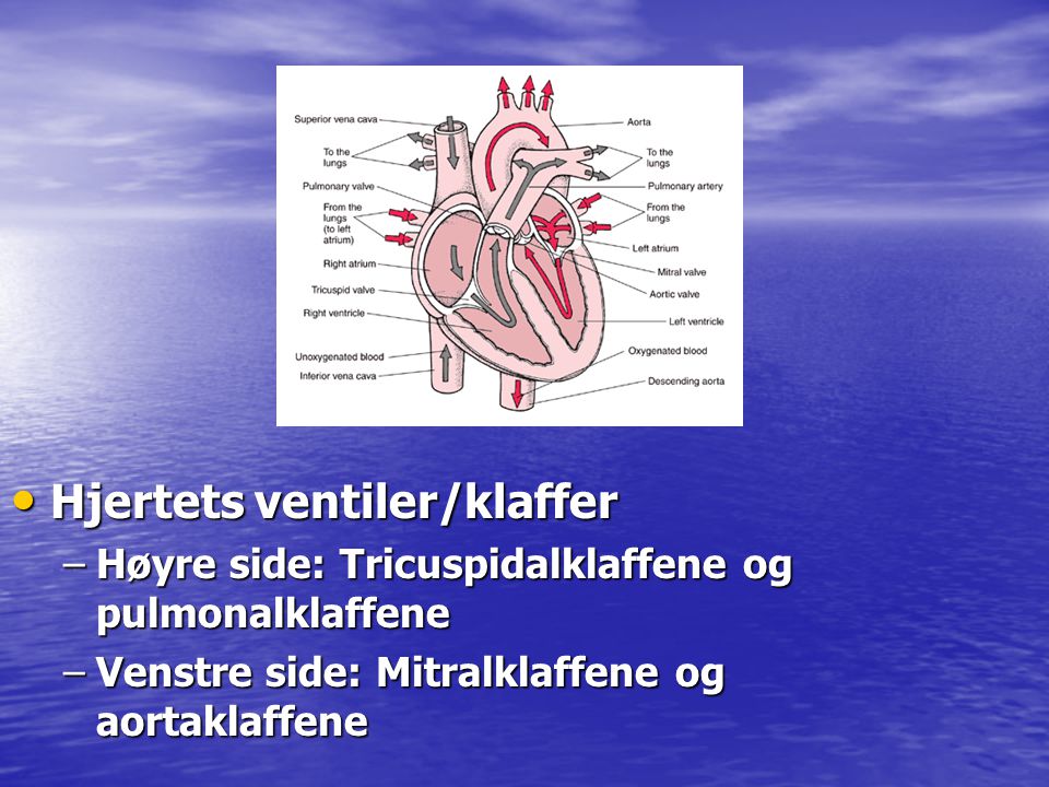 Hjertets ventiler/klaffer