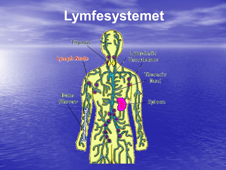 Lymfesystemet