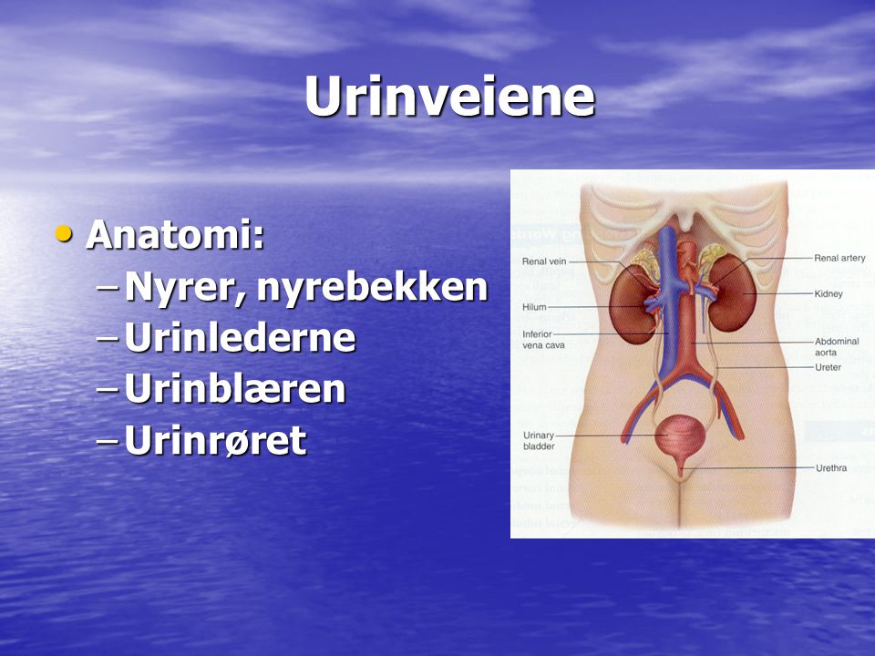 Urinveiene Anatomi: Nyrer, nyrebekken Urinlederne Urinblæren Urinrøret