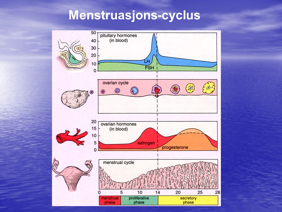 Menstruasjons-cyclus