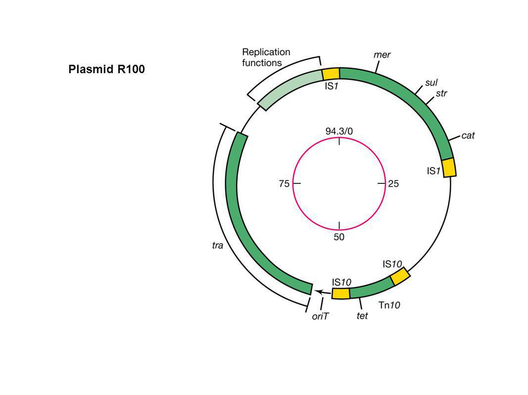 Plasmid R100 Figure: Caption: