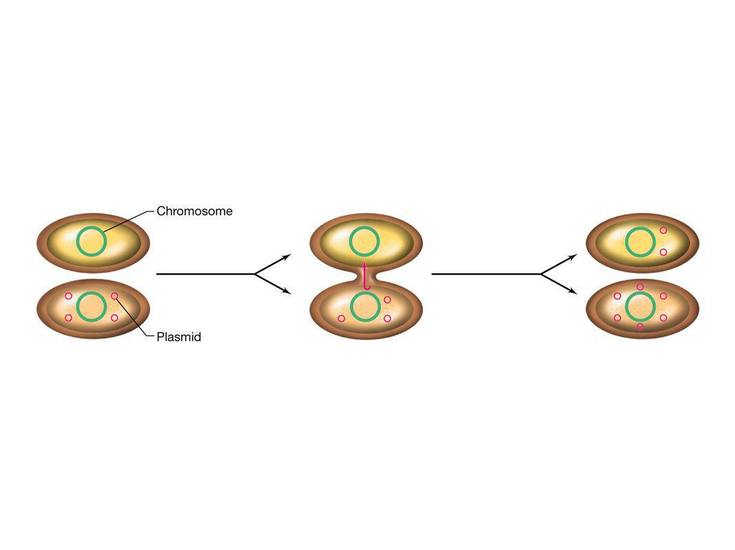 Figure: Caption: Plasmid transfer from cell to cell during conjugation.