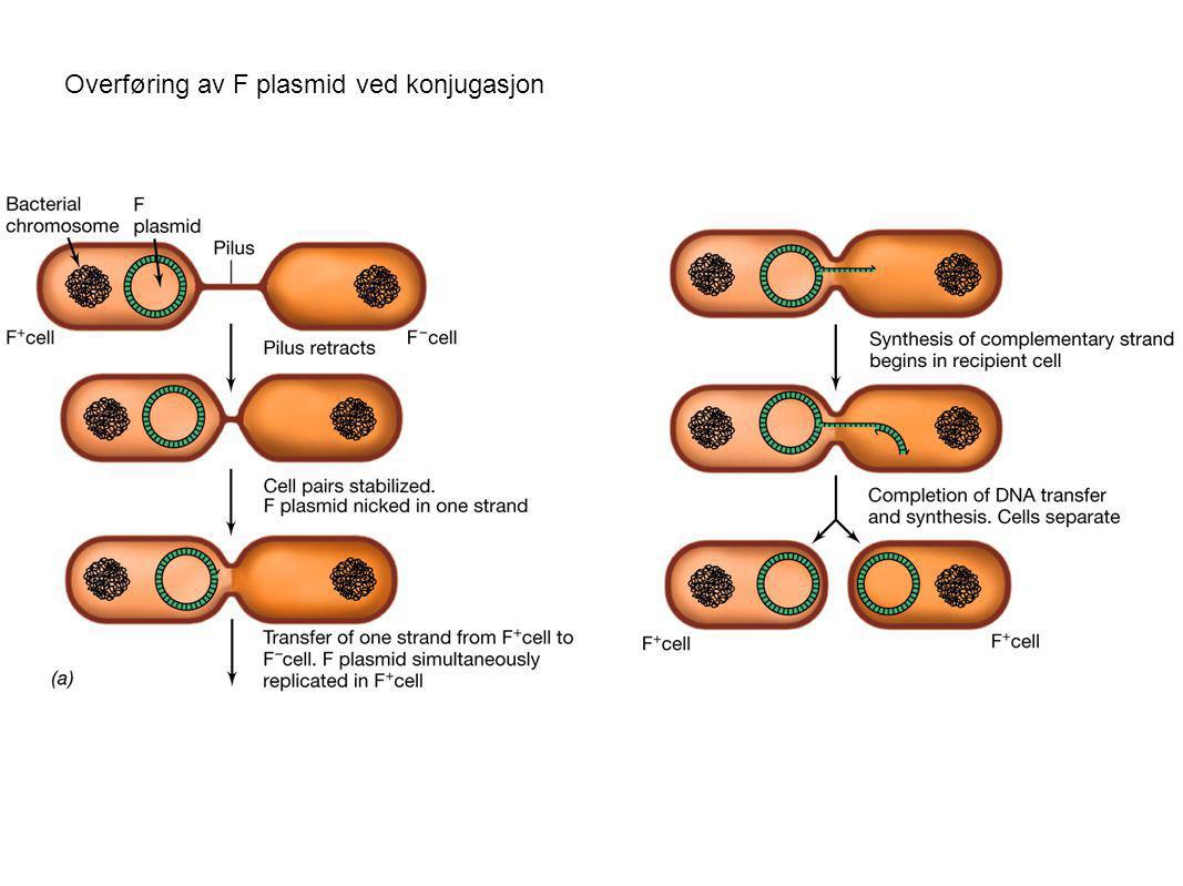 Overføring av F plasmid ved konjugasjon