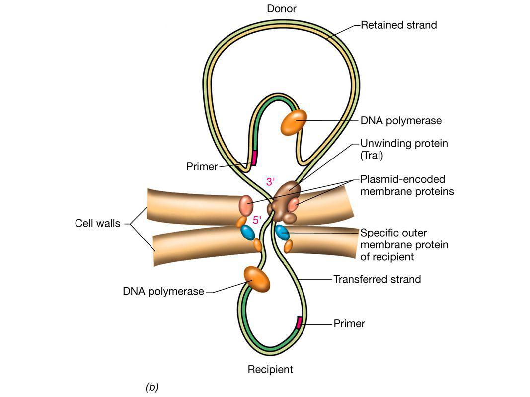 Figure: 10-21b Caption: Transfer of plasmid DNA by conjugation.