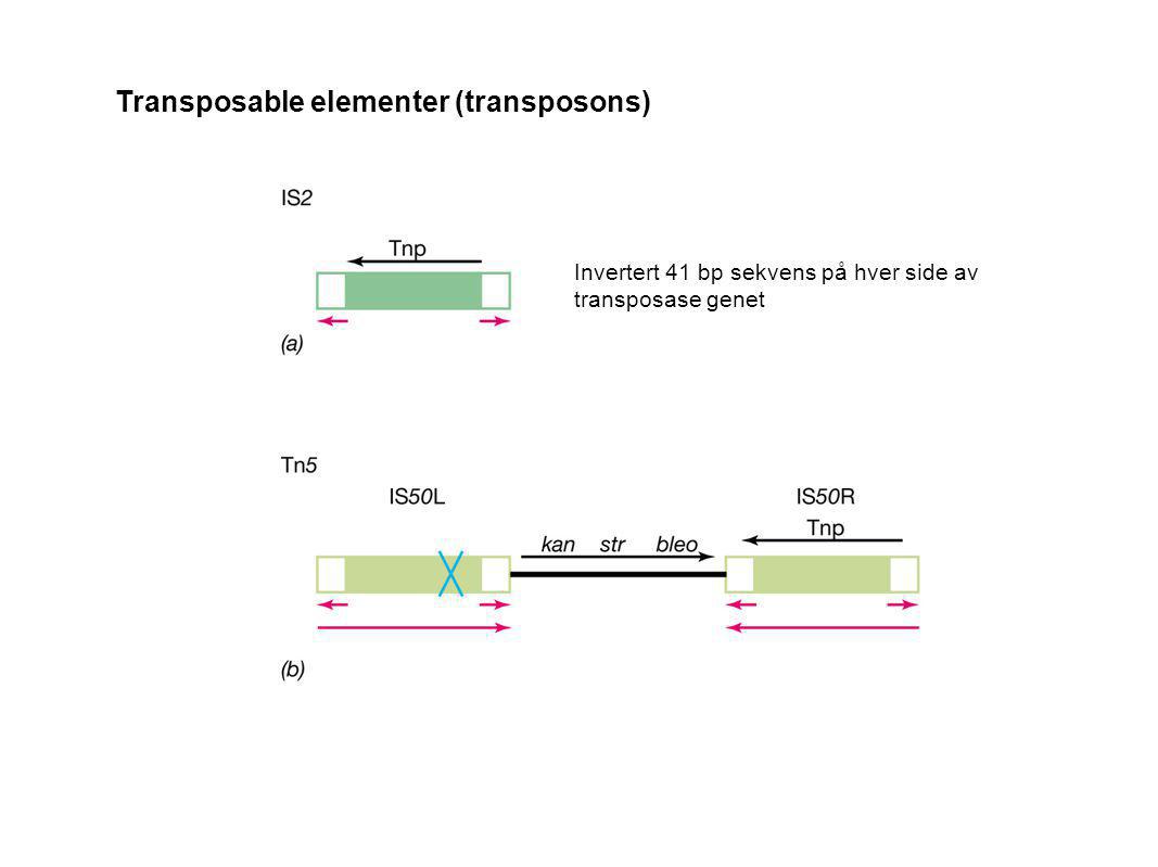 Transposable elementer (transposons)