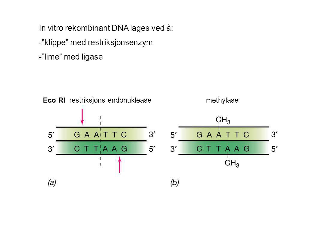 In vitro rekombinant DNA lages ved å: - klippe med restriksjonsenzym