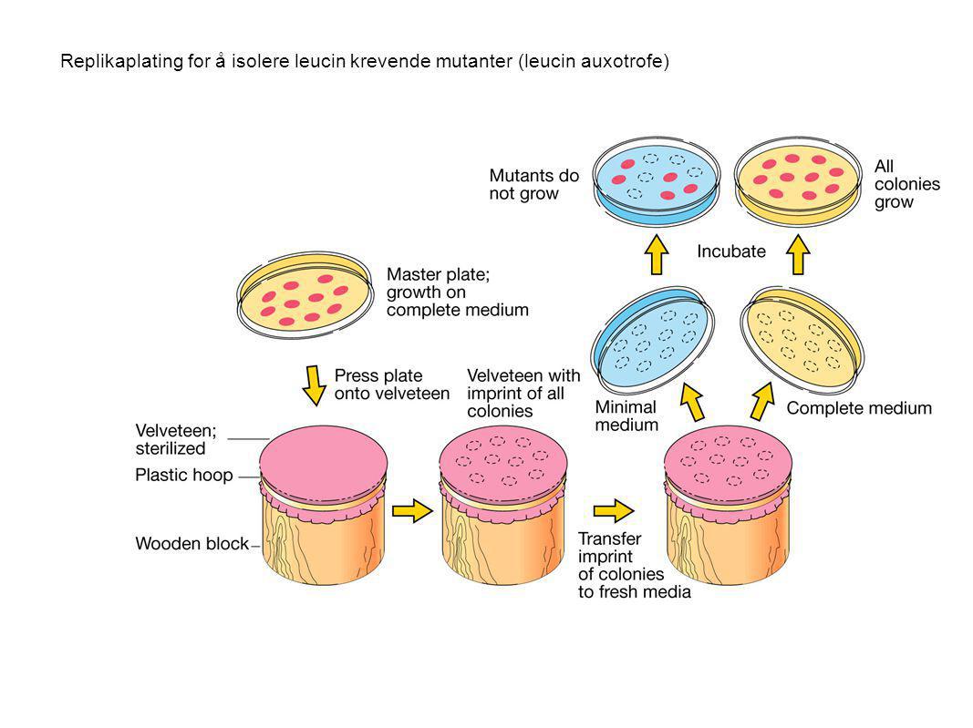 Replikaplating for å isolere leucin krevende mutanter (leucin auxotrofe)
