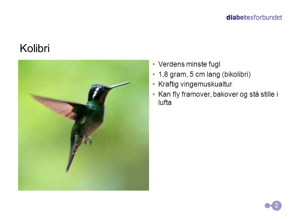Kolibri Verdens minste fugl 1,8 gram, 5 cm lang (bikolibri)