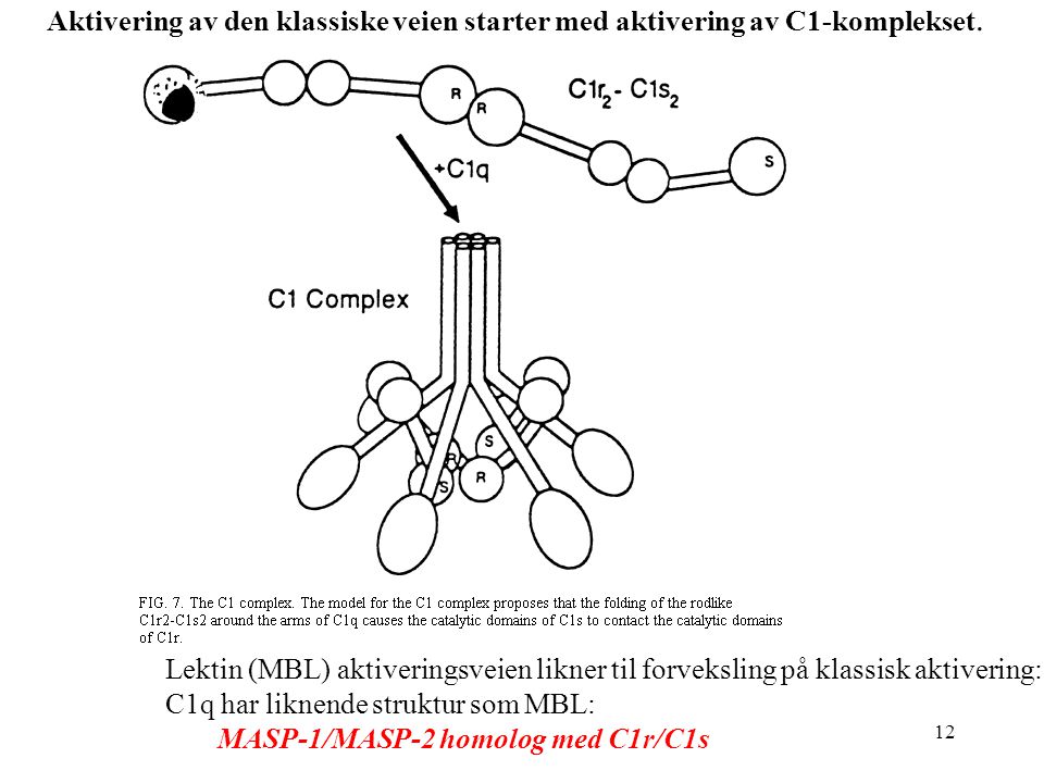 Aktivering av den klassiske veien starter med aktivering av C1-komplekset.