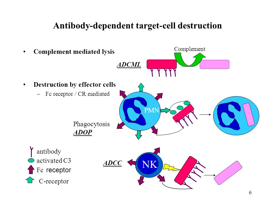 Antibody-dependent target-cell destruction