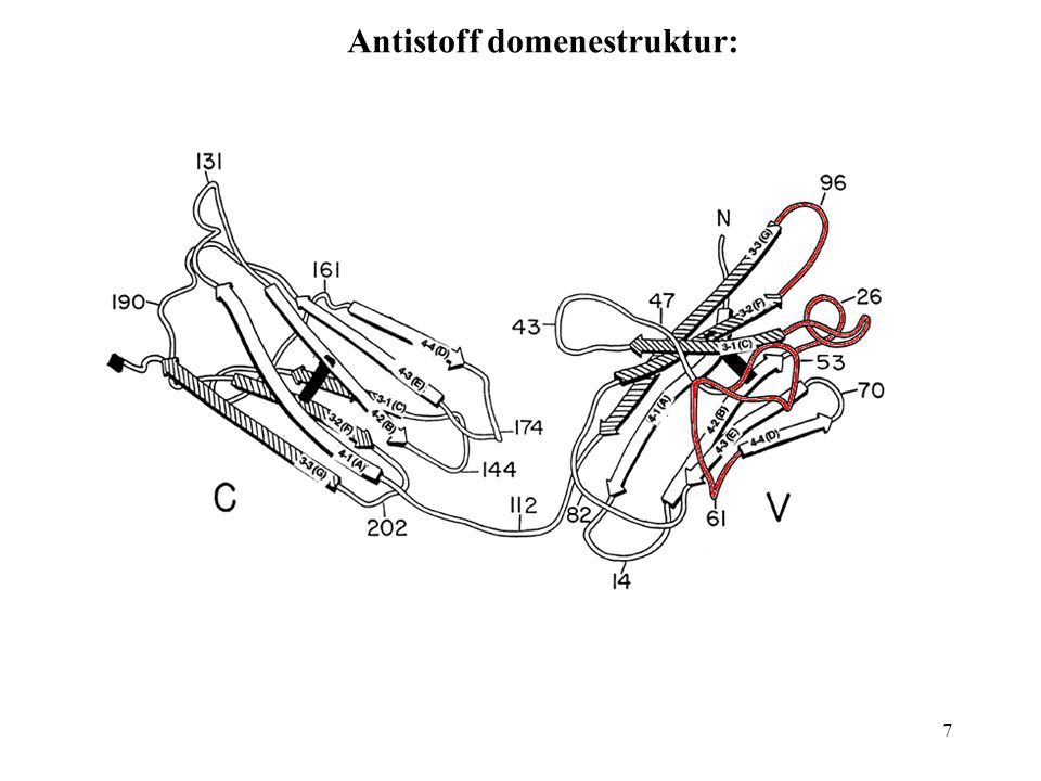 Antistoff domenestruktur:
