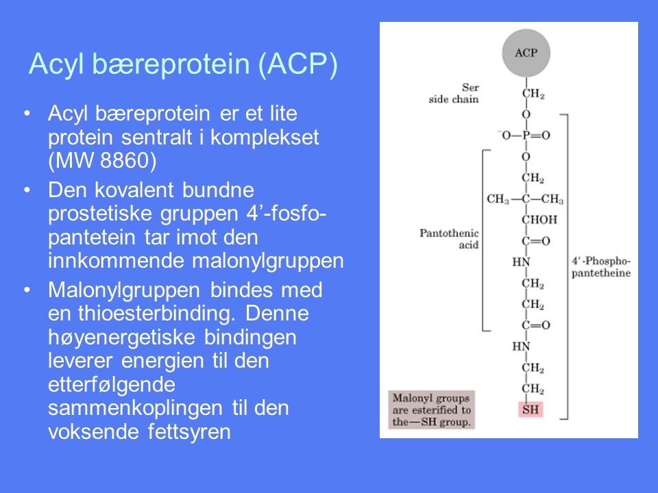 Acyl bæreprotein (ACP)