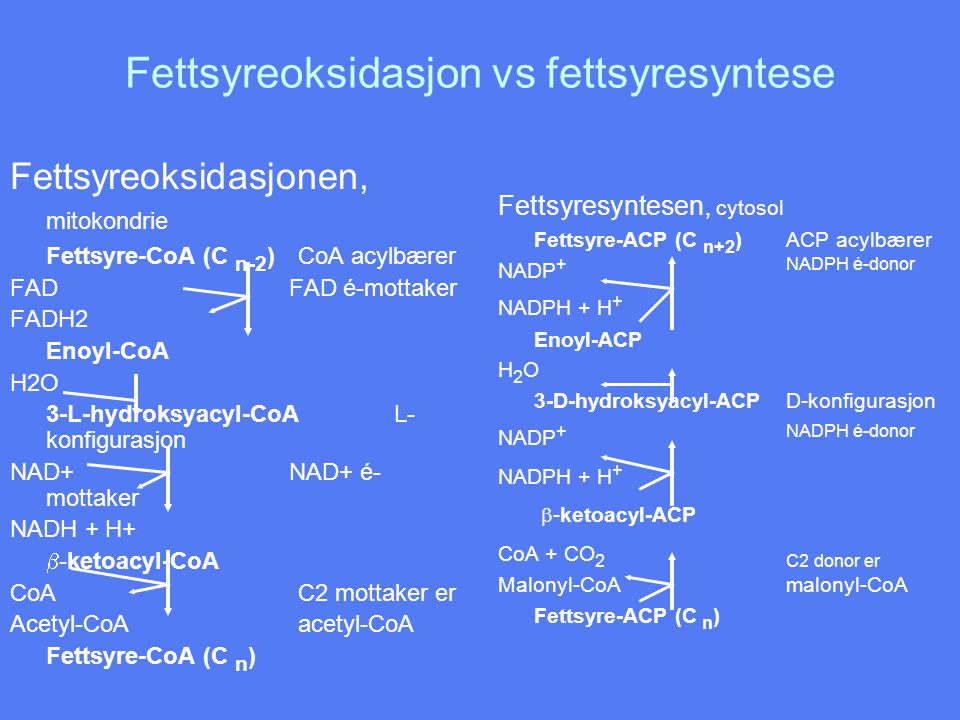 Fettsyreoksidasjon vs fettsyresyntese