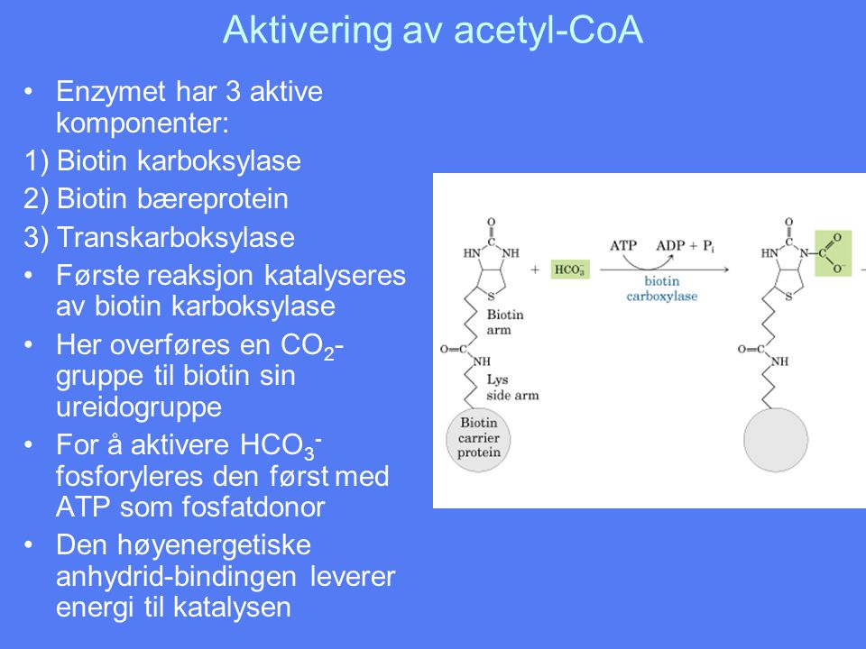 Aktivering av acetyl-CoA