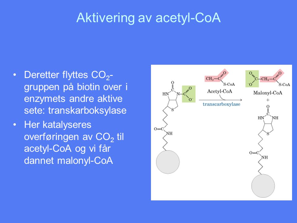 Aktivering av acetyl-CoA