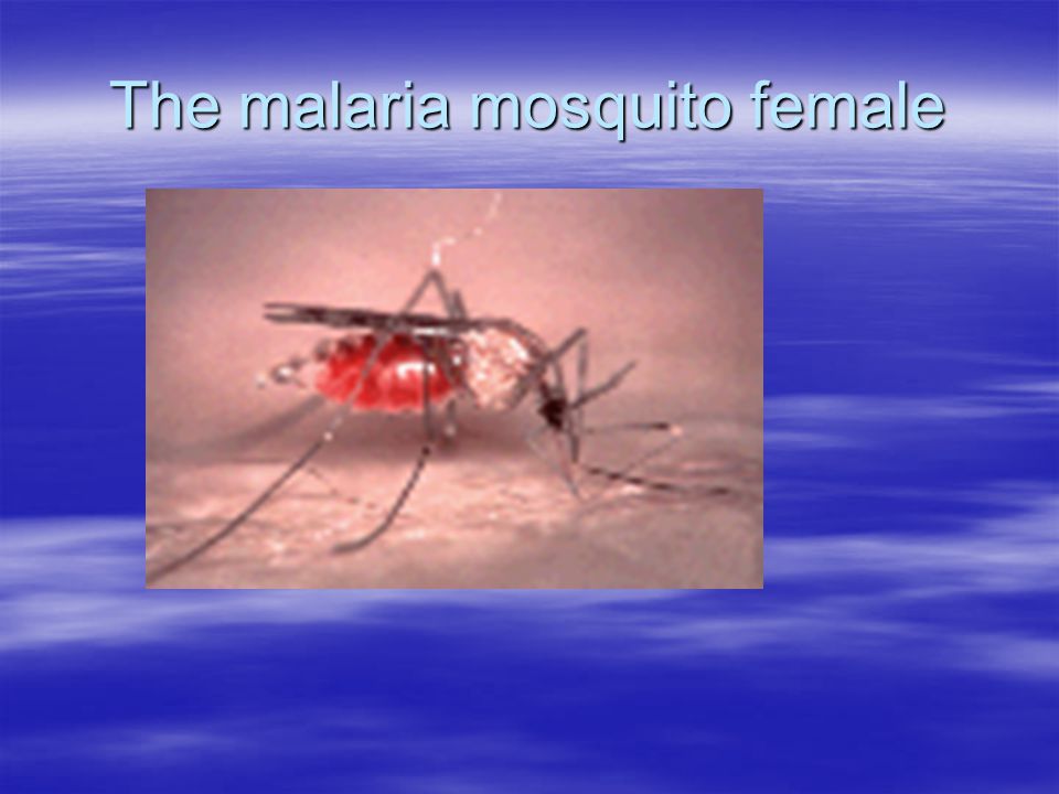 The malaria mosquito female