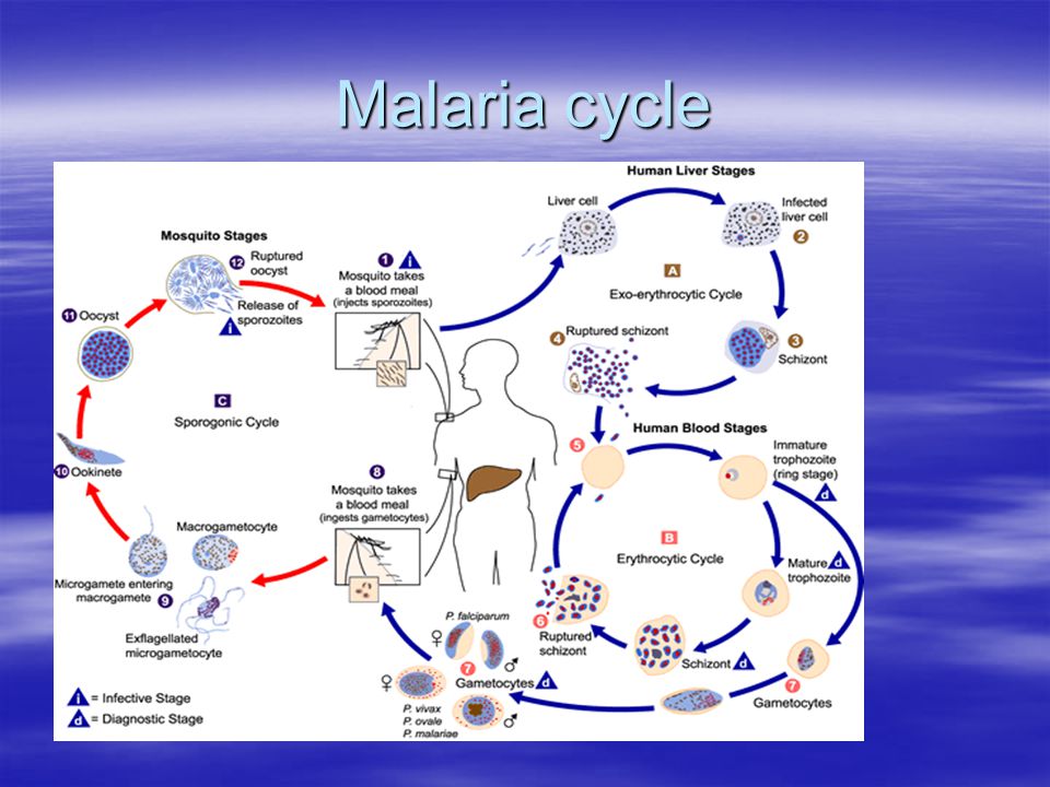 Malaria cycle