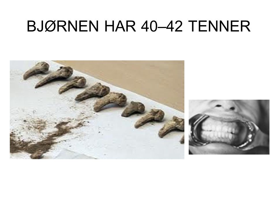BJØRNEN HAR 40–42 TENNER